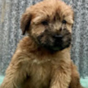 Meet your Posher, Cameron